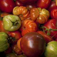 Buy canvas prints of A mixture of tomatoes by anna collins