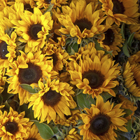 Buy canvas prints of a bed of sunflowers by anna collins