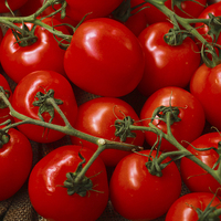 Buy canvas prints of Juicy red tomatoes by anna collins