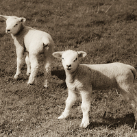 Buy canvas prints of  Newborn twin lambs in Sepia by anna collins