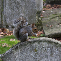 Buy canvas prints of  Graveyard Squirrel by anna collins