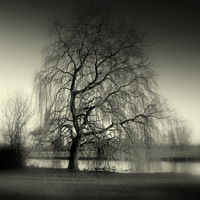 Buy canvas prints of Weeping Willow by Kate Towers