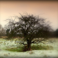 Buy canvas prints of Frosty Morning . . by Kate Towers