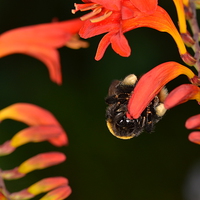 Buy canvas prints of Bumble Bee by Robert Maddocks