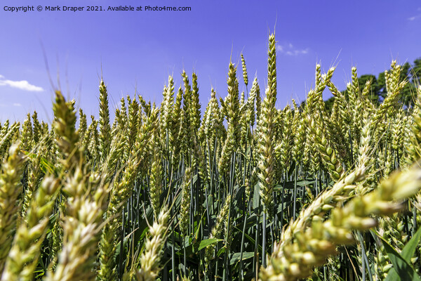 The Fields of Barley. Picture Board by Mark Draper