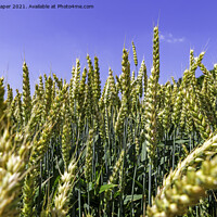 Buy canvas prints of The Fields of Barley. by Mark Draper