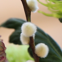 Buy canvas prints of Furry catkin in close up by Mark Draper