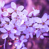 Buy canvas prints of Spring Blossom by Stewart Nicolaou