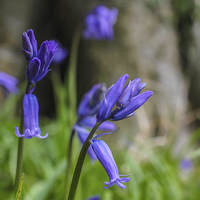 Buy canvas prints of Bluebells at Gatton Park by Stewart Nicolaou
