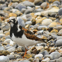 Buy canvas prints of Turnstone at Sheringham by Stewart Nicolaou