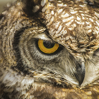 Buy canvas prints of Owl, Bird of Prey by Stewart Nicolaou