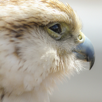 Buy canvas prints of Falcon, Bird of Prey by Stewart Nicolaou