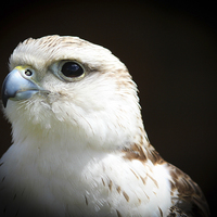 Buy canvas prints of Falcon, Bird of Prey by Stewart Nicolaou
