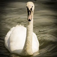 Buy canvas prints of The Swan at Leybourne Lakes by Stewart Nicolaou