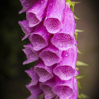 Buy canvas prints of Foxgloves at Virginia Water by Stewart Nicolaou