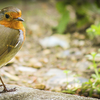 Buy canvas prints of Little Robin by Stewart Nicolaou