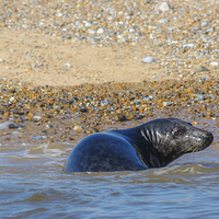 Buy canvas prints of Seal at Blakeney Point by Stewart Nicolaou