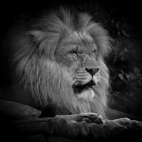 Buy canvas prints of  King of the Jungle by Stewart Nicolaou