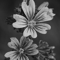 Buy canvas prints of  The Little Wild Flower by Stewart Nicolaou
