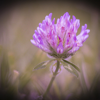 Buy canvas prints of  The Little Wild Flower by Stewart Nicolaou
