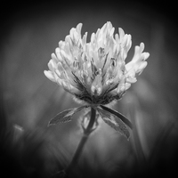 Buy canvas prints of The Little Wild Flower by Stewart Nicolaou