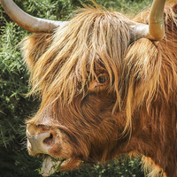 Buy canvas prints of  Highland Cow New Forest by Stewart Nicolaou