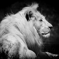 Buy canvas prints of King of the Jungle by Stewart Nicolaou