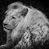 Buy canvas prints of King of the Jungle by Stewart Nicolaou