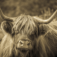 Buy canvas prints of Highland Cow New Forest by Stewart Nicolaou