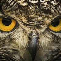 Buy canvas prints of Eagle Owl by Stewart Nicolaou