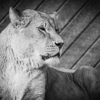 Buy canvas prints of Lioness  on the Lookout by Stewart Nicolaou