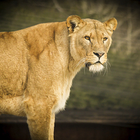 Buy canvas prints of Beautiful Lioness by Stewart Nicolaou