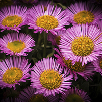 Buy canvas prints of Pink Little daisys  by Stewart Nicolaou
