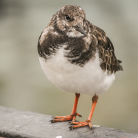 Buy canvas prints of Turnstone, whitstable harbour bird by Stewart Nicolaou