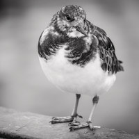 Buy canvas prints of Whitstable's Famous Harbour Bird by Stewart Nicolaou