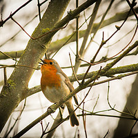 Buy canvas prints of A Robin Song  by Stewart Nicolaou