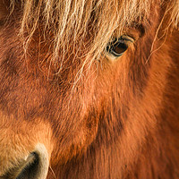 Buy canvas prints of Beautiful Sheltand Pony  by Stewart Nicolaou