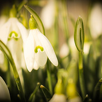 Buy canvas prints of Beautiful Snowdrops by Stewart Nicolaou