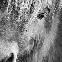Buy canvas prints of Shetland Pony by Stewart Nicolaou