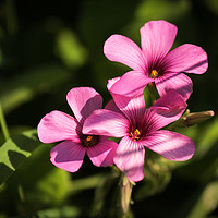 Buy canvas prints of Beuatiful Pink Sorrel by Stewart Nicolaou