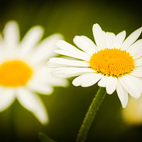 Buy canvas prints of Beautiful Wild Daisy's  by Stewart Nicolaou