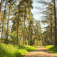 Buy canvas prints of Thetford Forest by Stewart Nicolaou