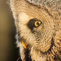 Buy canvas prints of Great Grey Owl by Stewart Nicolaou