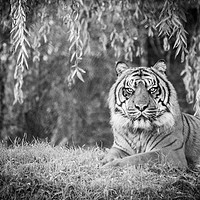 Buy canvas prints of Beautiful Sumatran Tiger  by Stewart Nicolaou