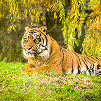Buy canvas prints of Sumatran Tiger by Stewart Nicolaou