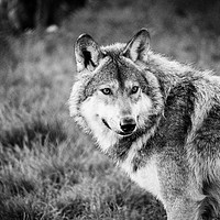 Buy canvas prints of Hungry Like The Wolf by Stewart Nicolaou