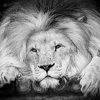 Buy canvas prints of The King Of The Jungle by Stewart Nicolaou