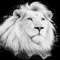 Buy canvas prints of Majestic White Lion by Stewart Nicolaou