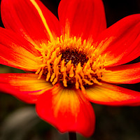 Buy canvas prints of Dahlia Flower on Fire by Stewart Nicolaou
