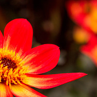 Buy canvas prints of Dahlia Flower on Fire by Stewart Nicolaou